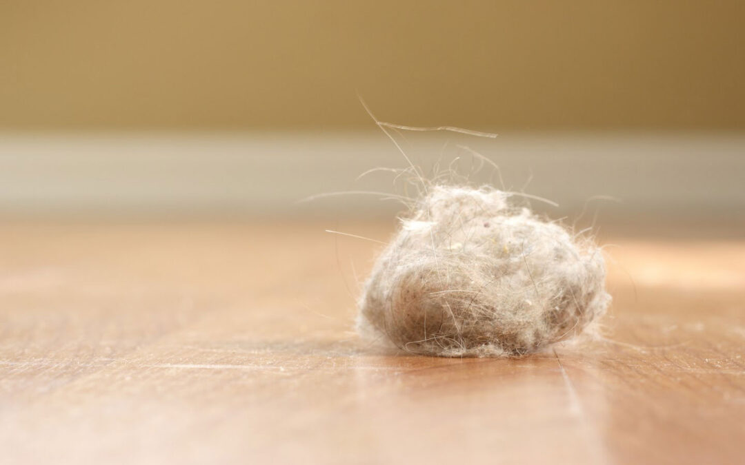 Hidden Household Dust Can Trigger Allergies and Impact Your Health