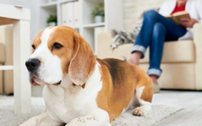 How To Get Dog Poop Stains Out of Your Carpet